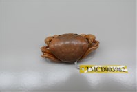 藏品(紅斑斗蟹)的圖片